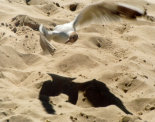 gull